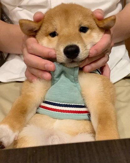 うにandおから🐾 on Instagram: "お気に入りばぶうに動画🥺💓 お耳を触るパパに「もうやめて〜」と手を挙げて訴えるうにたん🤣❤️ Stop it〜🙅‍♀️ #柴犬#しばいぬ#豆柴#愛犬#柴犬マニア#shiba#shibainu#dogstagram#うに#まめしば#いぬのきもち#赤柴#ふわもこ部 #あかしば #犬#しばすたぐらむ#dog #puppy #pet #dogstagram #animal #pets #petstagram #doglover #doggy #mydog#멍스타그램 #개스타그램#cane"