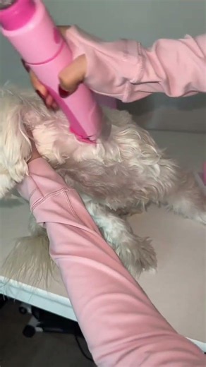 How to Groom Your Dog at Home and Save Money! 🐶✨ (No Mess Pet Grooming Vacuum Kit) #asmrpet