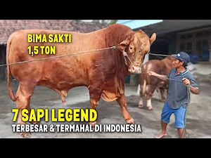 THE LARGEST COW RECORD HAS NOT BEEN BROKEN! Here Are the 7 Largest and Most Expensive Legendary Q...