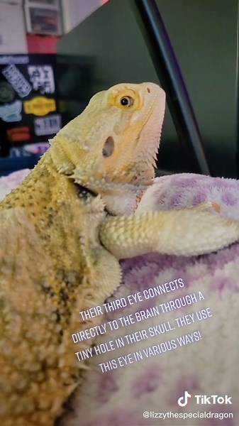 Fascinating Facts About Bearded Dragons' Third Eye