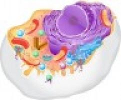 La célula y sus partes