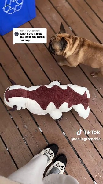 Dogs in Costumes Have a Fun Day Running