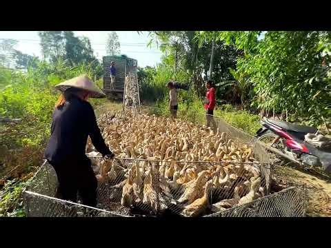 Duck farmers: migrating ducks to find a new place