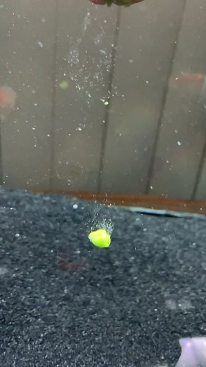 Goldfish Kiss: A Playful Fishy Encounter