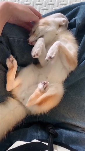 Fennec Fox: The Playful Desert Adorable of Algeria