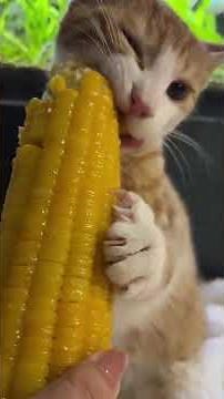 Why do cats like to eat corn?🌽 #catsoftiktok #cat #cute #funnycats #funnyvideos