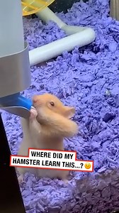 852K views · 4K reactions | I should call her...  #hamster #funny #pets | LADbible | Facebook