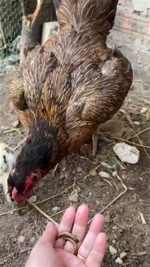 con gà - con gà con - đàn gà con - gà mẹ và đàn gà con
