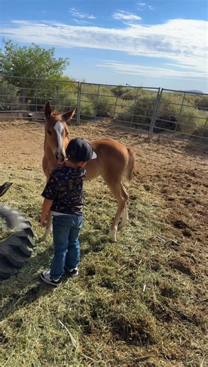 Finally found someone this horse is nice to. #kid #horse #baby | horses videos