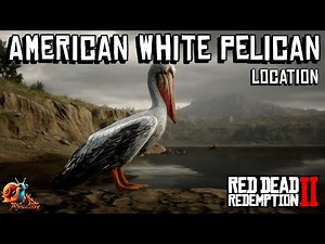 American White Pelican Location - Red Dead Redemption 2