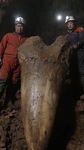 A Giant Human-Like Tooth Was Found In A Cave #giant #tooth #cave #fblifestyle | Life's Biggest Questions