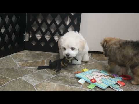 Morkie Puppies for Sale