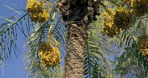 Date Palm Tree is a flowering plant species in the palm family. Date trees typically reach about 21–23 meters growing singly or forming a clump with several stems from a single root system.