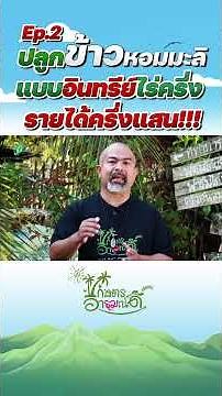 Ep 2 ปลูกข้าวหอมมะลิแบบอินทรีย์ไร่ครึ่ง รายได้ครึ่งแสน!!! #เกษตรอารมณ์ดี