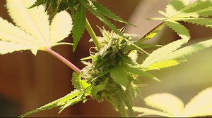 DC is a step closer to legalizing marijuana sales. Here's what that means