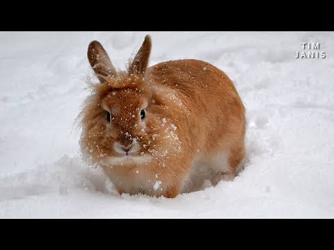 Peaceful Relaxing Instrumental Music, Mediation Music "Softly Falling Snow" by Tim Janis