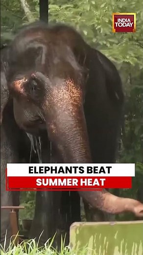 VIRAL VIDEO | Elephants Enjoy Summer Diet and Sprinklers at Nandankanan Zoo Amid Rising Heat