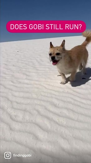 One of the questions we always get asked about Gobi….“Does Gobi still run?”#findinggobi #running #questions #questionoftheday #reels #reelsinstagram #answers #funtimes #gobi #dogslife