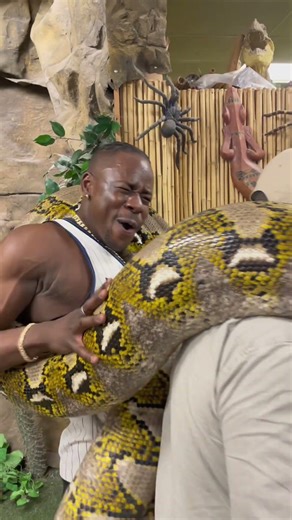 Holding a 300lb python