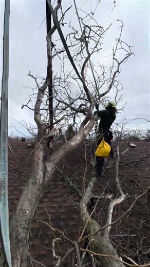 Large honey locust root failure #treework 40 ton crane