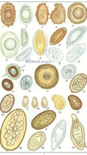 Parasite under microscope #biology #modernfertility #medicalfield