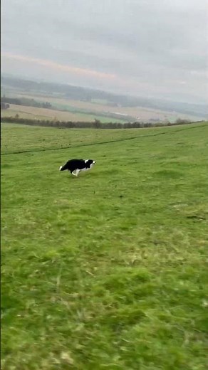 Amazing border collies