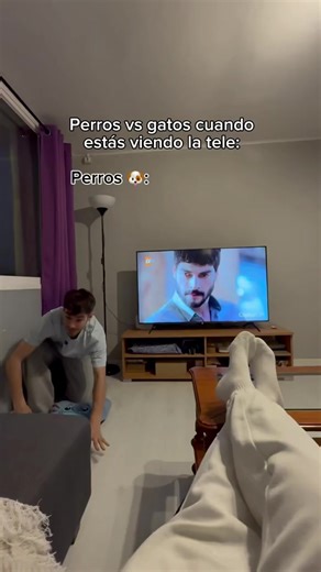 #parati #paratiiiiiiiiiiiiiiiiiiiiiiiiiiiiiii #perros #gatos #fyp