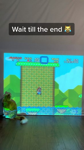 Playful Cat Enjoys Nintendo Games | Super Mario World