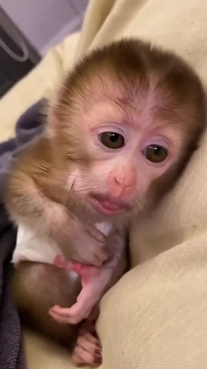 the cutest monkeys on Instagram: "Tiny diner! 🐒🍽️ This little monkey is enjoying its meal while sitting comfortably on a human’s lap. So small, so cute! 😍🥹 #MonkeyMoments #AdorableEats #TooCute #monkey #monkeys #monkeylove #cutemonkey #cute #primates #animals"