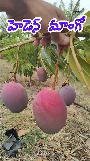 హెడెన్ మాంగో ఎంత రెడ్డుగా ఉన్నాయో చూడండి🎉. #hadenmango #mango #gardening #viralshorts