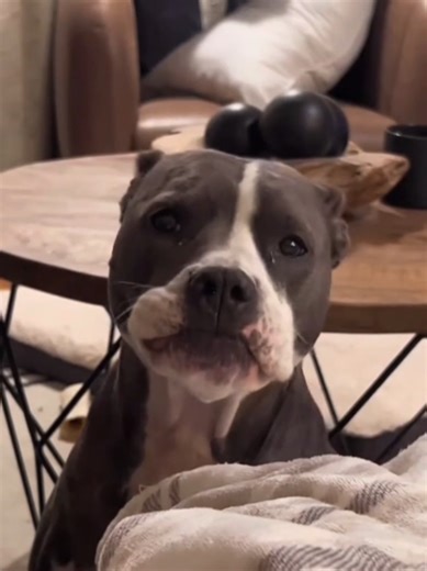 Funny Dogs That Love to Talk