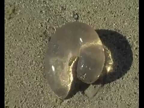 Shark Poo or not Shark Poo?