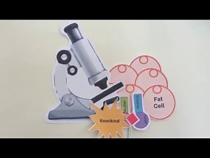 Simple explanation: understanding GLUT4 dispersal at the plasma membrane | Research | Diabetes UK