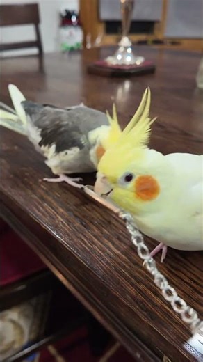 Tweety does not like to share her toys! 🤣 #cute #birds #funny y