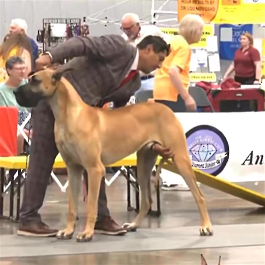 Beautiful Great Dane in show 2025 #greatdane | 7Dogs