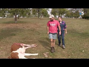 Fougerolles : nouvelle attaque du loup