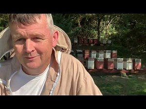 Why buy breeder queens?