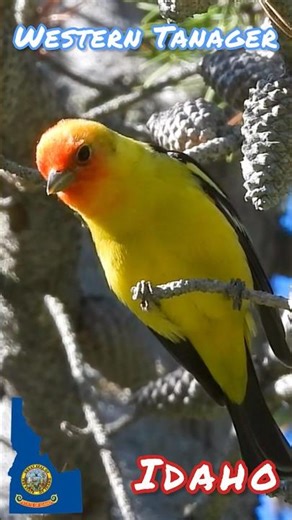 What bird did I see? Sawtooth National Forest ￼