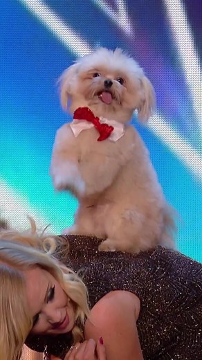 Can I pet that dawg? ✨ #bgt #britainsgottalent #uktalent #dogsoftiktok #dog
