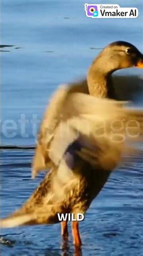 Duck vs Frog – Pond Argument 🦆🐸