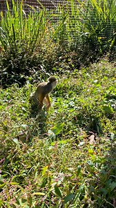 🧡 Turn the volume up and listen to that sweet squirrel monkey chatter… but seriously, what is he plotting with those hands? 😂 #tennesseesafaripark #squirrelmonkey #monkeybusiness | Tennessee Safari Park