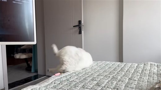Clumsy cat keeps falling off the bed in Shanghai, China