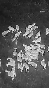 Drones blast AC/DC to help protect cattle from wolves | The US Sun - Tech