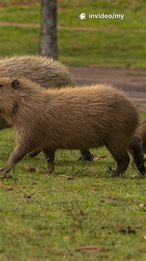 Capybara Moms Cutest Chaos Managers Ever