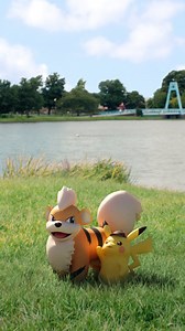 ポケゲトちゃんねる＠ポケモンカードまとめ (@PokeGetInfoMain) on X