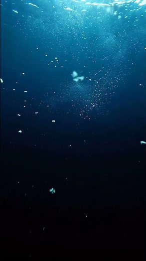 The Ocean Has A Twilight Zone And Most Life On Earth Lives There