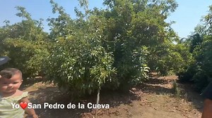 Don Gregorio nos muestra su hermosa huerta de aguacate que tiene en su casa son mas de 250 arboles de diferentes clases de aguacate, agradecido con él por dejarme entrar a su casa en Redlands, CA Dirección para comprar: 1201 S Center St | Yo ♥ San Pedro de la Cueva