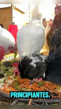 The 8 best chicken breeds for beginners. The last one would be, in my opinion, the best of all! 🐓🪺