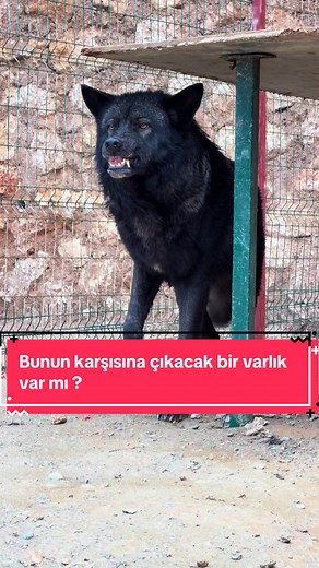 Exploring the Kangal Dog and Wolf Hybrids