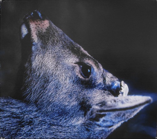 toe - The Book About My Idle Plot On A Vague Anxiety